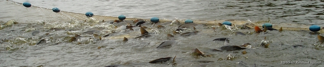 Fischerlebnis Waldviertel